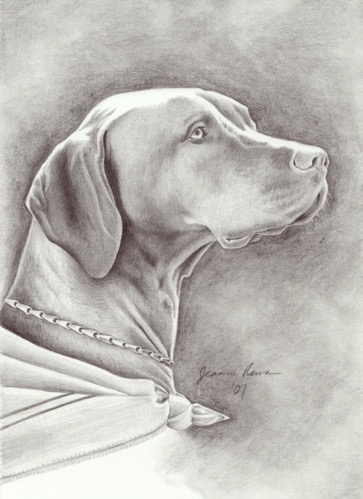 Graphite portrait of beautiful dog. 
